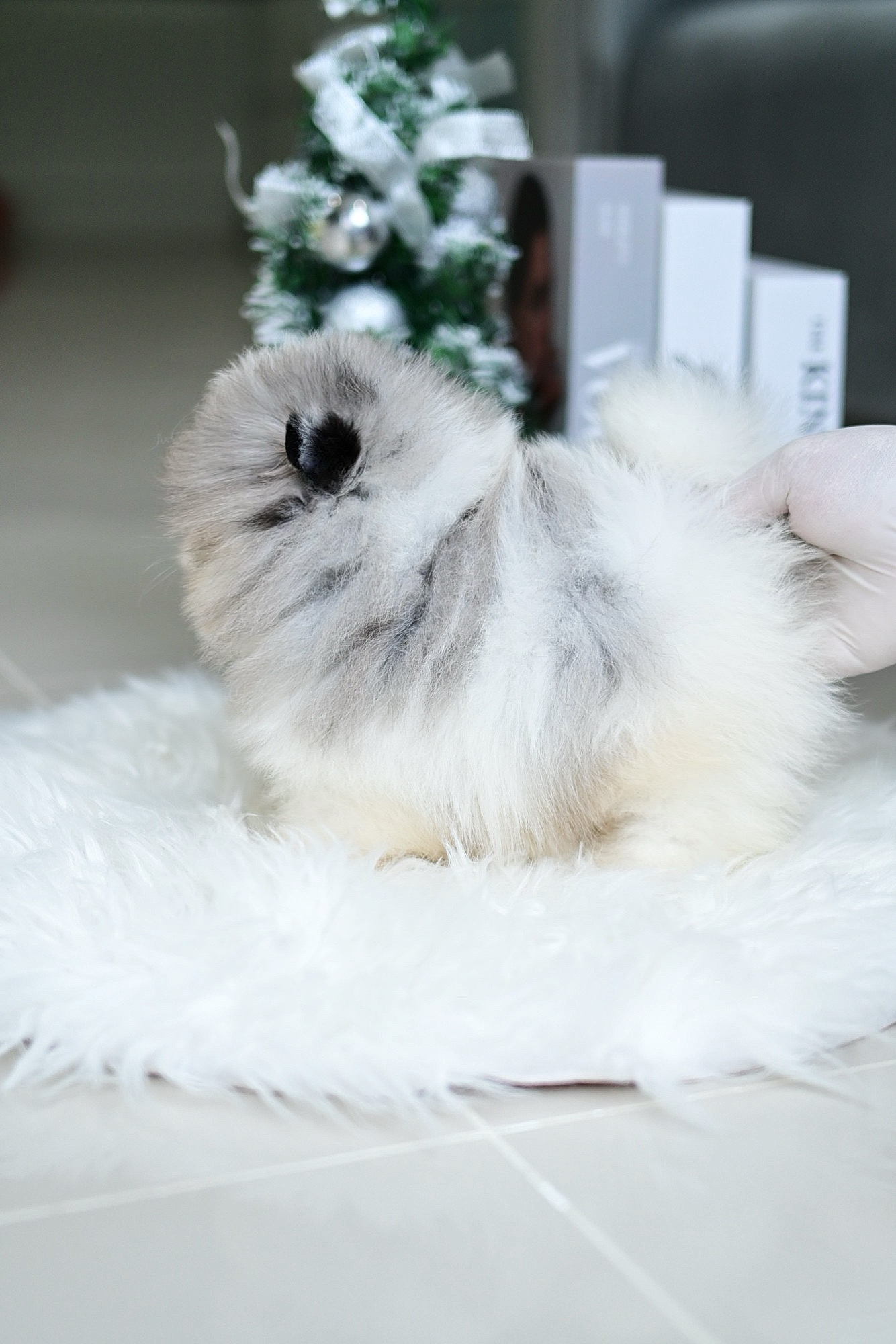 (ย้ายบ้านแล้ว) ปอมหน้าหมี ปอมปอม ปอมแท้ เกรดสายเลือดแชมป์ สีที่ทำยาก และ หายากที่สุด! สี TRI BLUE MERLE ตากลมโต ขนแน่น สีขน สลับลายหินอ่อน คือ ใช่เลย !