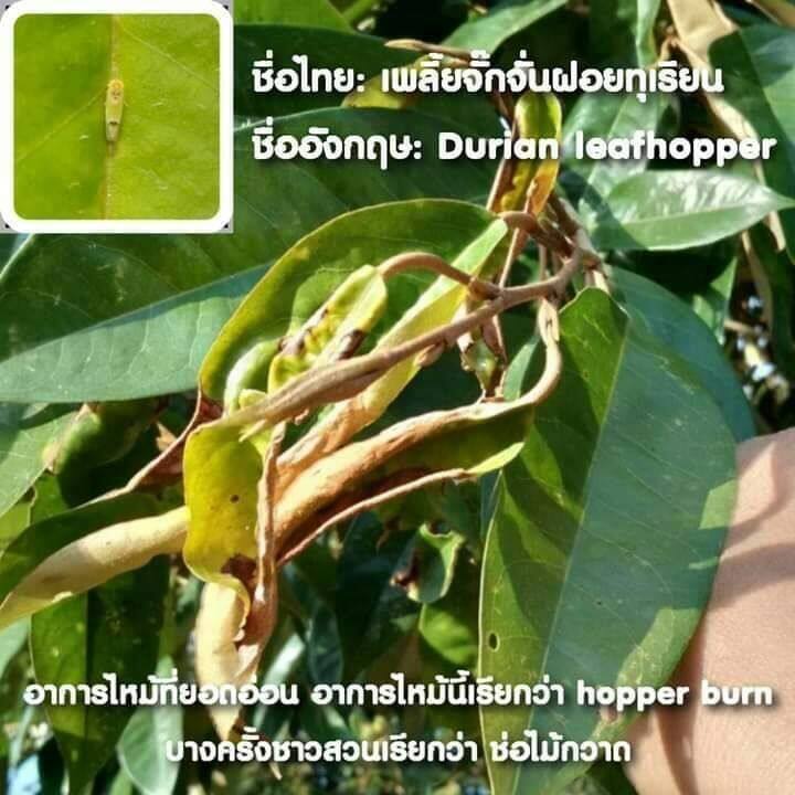 ชุดปราบเพลี้ยจั๊กจั่นฝอย บรรจุ 3 ซอง