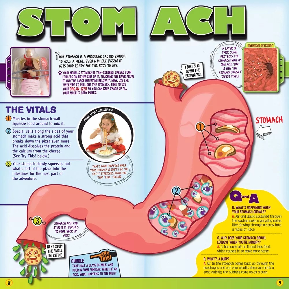 ชุดจำลองกายวิภาคเสมือนจริง SmartLab Squishy Human Body