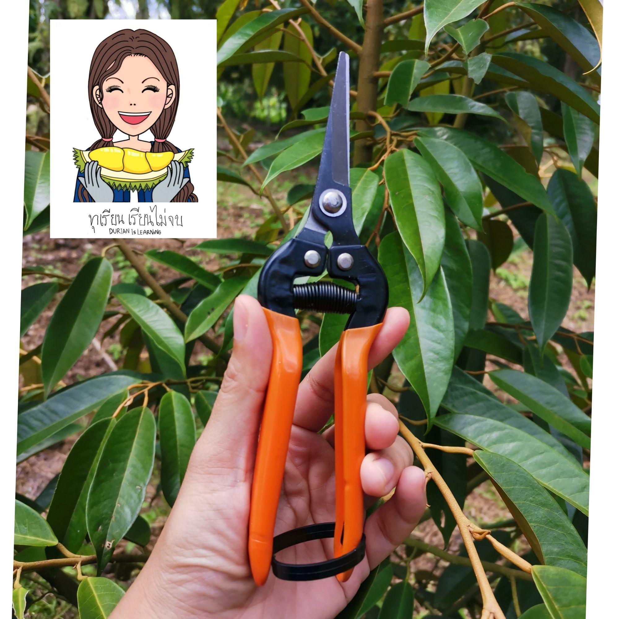 pumpkin กรรไกรแต่งกิ่ง 33510 ขนาด 7.5 นิ้ว