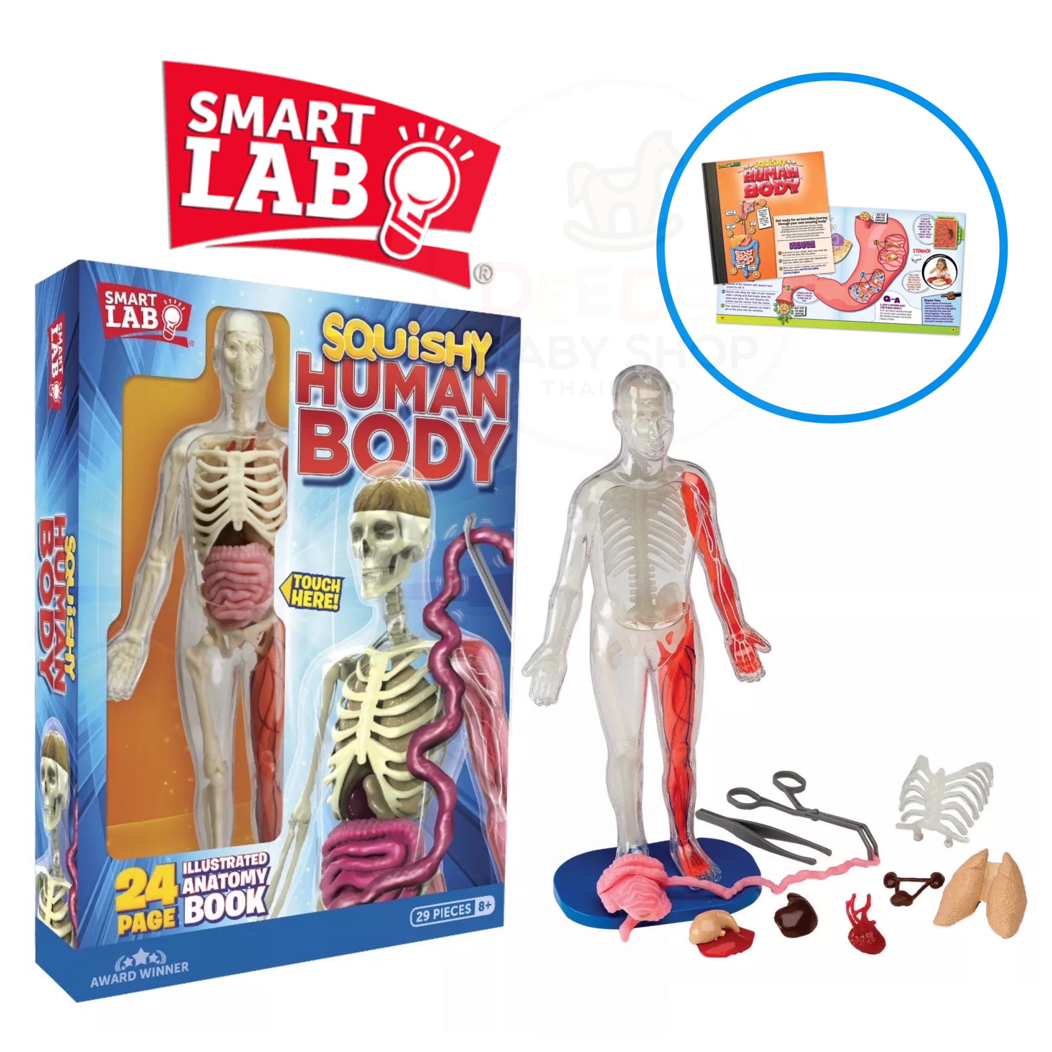 ชุดจำลองกายวิภาคเสมือนจริง SmartLab Squishy Human Body