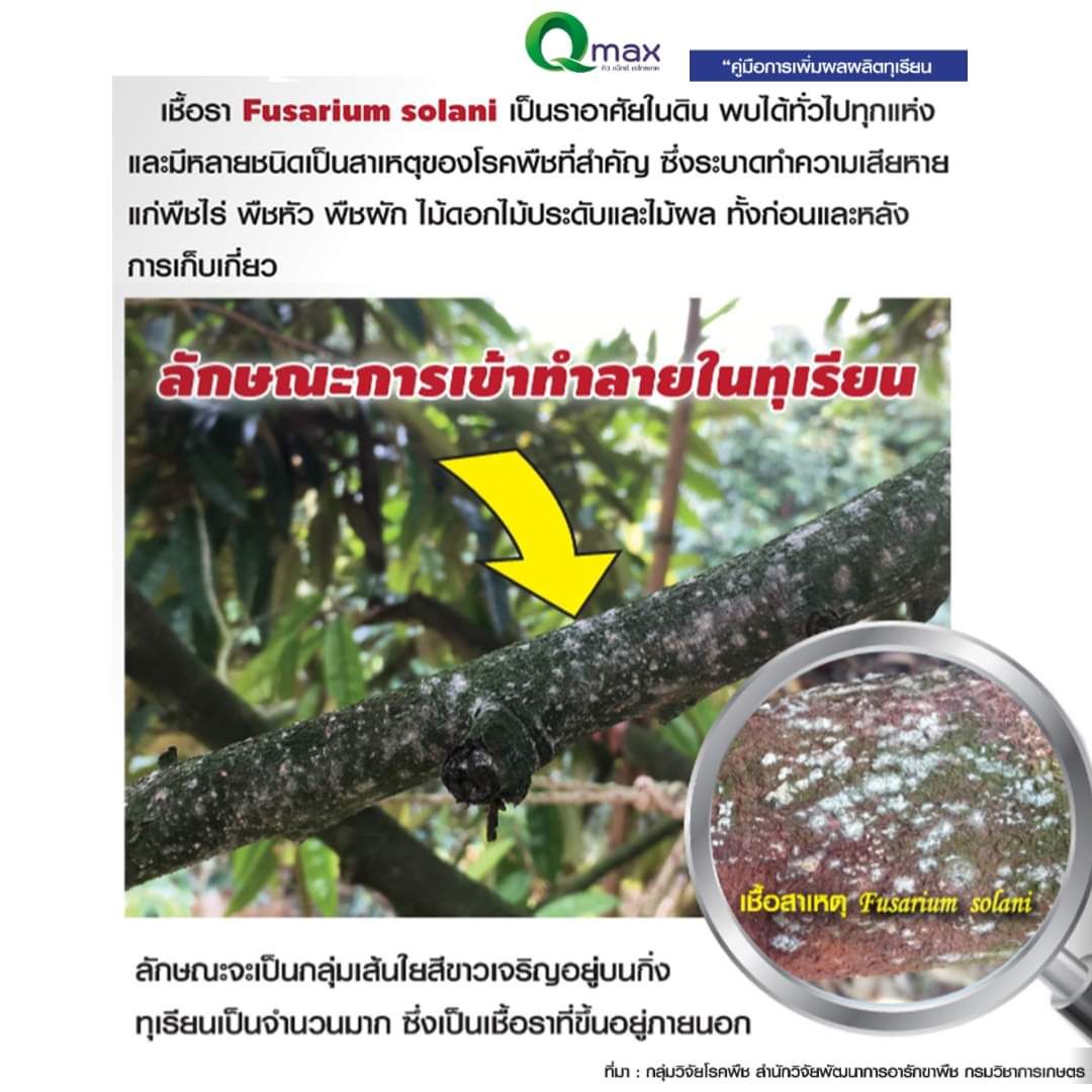 คิวแมกซ์ คอปเตอร์ คิวฟาเนท จัดการเชื้อราฟิวซาเรียม ฟู่ขาวใต้ท้องกิ่ง ราสีชมพูในทุเรียน