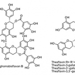 OTPPs คุณประโยชน์จากชาอู่หลง