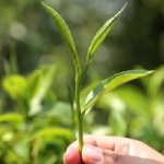 ประโยชน์ของชา ดีต่อสุขภาพยังไง? -> คลิก เพื่อดูข้อมูลเพิ่มเติม