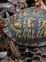 รับซื้อเต่ากล่อง | รับซื้อเต่า | รับซื้อเต่าบก ใกล้ฉัน รับถึงที่ บริการทั่วประเทศ จ่ายเงินสดหน้างาน รับเงินทันที ให้ราคาสูงเน้นสภาพดี ๆ