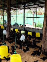 รับซื้ออาหารไก่ | รับซื้ออาหารสัตว์เลี้ยง | รับซื้ออาหารสัตว์เพดดีกรี รับถึงที่ บริการทั่วประเทศ จ่ายเงินสดหน้างาน รับเงินทันที ให้ราคาสูงเน้นสภาพดี ๆ