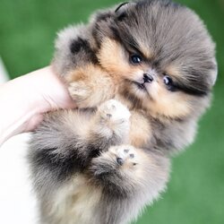 (ย้ายบ้านแล้ว) ปอมหน้าหมี สีทำยาก และ หายาก ที่สุดในวงการปอม !! สีบลูเมอร์แทน สีฮัสกี้น้อย ขนแน่น ตัวเล็กสั้น ตากลมแป๋ว มาร์กกิ้ง สวย มว๊ากกกกก !!