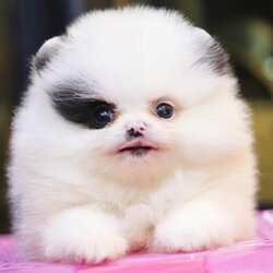 ย้ายบ้านแล้ว ผช