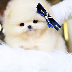 (ย้ายบ้านแล้ว) ปอมหน้าหมี เกรดโชว์ สายเลือดแชมป์นำเข้า ปอมแท้ ที่มีใบรับรอง แบบ ครบครัน!!