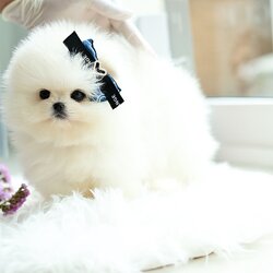 (ย้ายบ้านแล้ว) ปอมหน้าหมี ปอมขาว ปอมนำเข้า ปอม ที่เหมือน ตุ๊กตาหมี ที่สุด ! ตากลมโต ขนแน่น ตัวกลม ขาสั้น ปุกปิก สุดๆๆ !