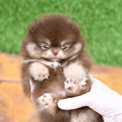 (ย้ายบ้านแล้ว) ปอมหน้าหมี ปอมแท้ สายนำเข้า สี Chocolate Tan