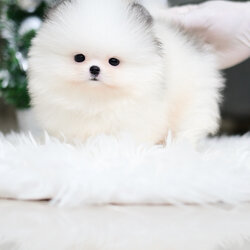 (จองแล้ว)ปอมหน้าหมี ปอมแท้ ปอม เกรดสายเลือดนำเข้า ! ตาแป๋ว สีปาร์ตี้ หน้าบี้แบน ตัวสั้นกลม ขาสั้นปุ๊กปิ๊ก เดินน่าเอ็นดู สุดๆๆ !