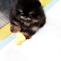 (ย้ายบ้านแล้ว) ปอมหน้าหมี ปอมทีคัพ สี RARE