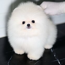 ย้ายบ้านแล้ว ปอมหน้าหมี ปอมแท้ ที่ดีที่สุด !!