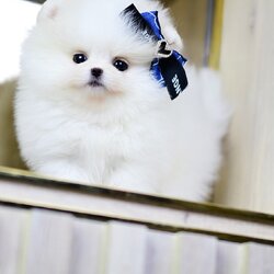 (ย้ายบ้านแล้ว) ปอมหน้าหมี ปอมขาว ที่จริงใจ !!