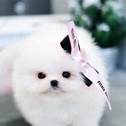 (ย้ายบ้านแล้ว) ปอมหน้าหมี ปอมขาว ปอม ที่ดีต่อใจที่สุด !! ความหน้าหวาน ดวงตาที่กลมโต ปากนิด ตะมูกหน่อย ตัวกระทัดรัด พกพาง่าย เลี้ยงในคอนโดได้ คือ ใช่เลย !!!