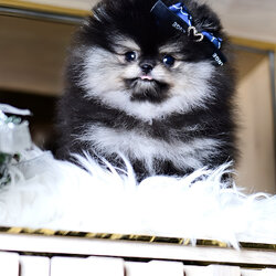 ย้ายบ้านแล้ว ปอมหน้าหมี ปอมจิ๋ว สี RARE LIMITED