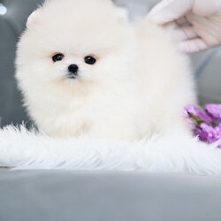 (ย้ายบ้านแล้ว) ปอมหน้าหมี ปอมทีคัพ ปอมเมอเรเนียน สายเลือดแชมป์ ทรงสวย หางชนหัว ตัวสั้น เหมือนตุ๊กตาหมี สุดๆ ตากลมโต หน้าหวาน อ้อนเก่ง มว๊ากกกกก !