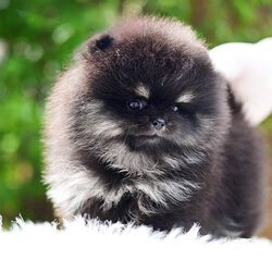 (ย้ายบ้านแล้ว) ปอมหน้าหมี ปอมแท้ ปอม สี RARE มาร์กกิ้ง ฉ่ำ !! BLACKTAN มาร์ก SILVER หน้าสั้น ดั้งกุด ขาหย่ายยยยย สุด !! บอกเลย อุ้มไปไหน นึกว่า คิงคองน้อย !