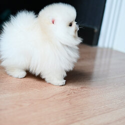 ย้ายบ้านแล้ว ปอมเมอเรเนียน ประกวด เกรดที่ดีที่สุด!! ขนแน่น นุ่ม ฟู ตัวสั้น หน้าสั้น หมีแบ๊วที่ถูกต้อง!!