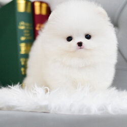 (ย้ายบ้านแล้ว) ปอมหน้าหมี ปอมแท้ ปอมขาว เกรดสายเลือดนำเข้า ตากลมโต เป็นเอกลักษณ์ ที่สายอื่นๆ ไม่สามารถลอกเลียนแบบได้ !! ตัวกลม ปากอูม เหมือน ตุ๊กตาหมี !!