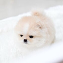 (ย้ายบ้านแล้ว) ปอมหน้าหมี ปอมเกาหลี ปอมปอม ปอม สีน่ารัก มีแสกขาว ที่หน้าผาก เท่ห์ เก๋ สุดๆ !!