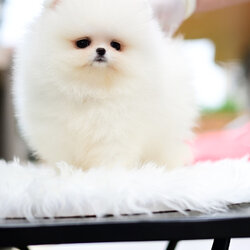 (ย้ายบ้านแล้ว) ปอมหน้าหมี ปอมทีคัพ ปอมขาว ขนฟู ตัวสั้นกลม ขนแน่น นุ่ม ตาแป๋ว แก้มตุ่ย ตากลมป็อก ตาแป๋ว หวาน มีเสน่ห์ บอกเลยว่า ใครได้ไป หลงแน่นอนค่ะ !!