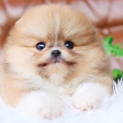 ย้ายบ้านแล้ว ผช