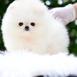 (ย้ายบ้านแล้ว) ปอมหน้าหมี ปอมปอม ปอมขาว ฟาร์มปอม คุณภาพ น้องร่าเริง สดใส แข็งแรง ตัวเล็ก พกพาง่าย !!