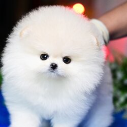 ย้ายบ้านแล้ว ผญ