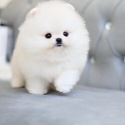 (ย้ายบ้านแล้ว) ปอมหน้าหมี ปอมเกาหลี ปอมขาว เกรดที่หน้าเหมือน ตุ๊กตา อย่างที่สุด! เหมาะสำหรับ คนที่ เลี้ยงทั้งที ไม่อยากผิดหวัง ทั้งแบ๊ว ทั้งกลม ต้องคนนี้เลย !!