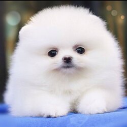 ย้ายบ้านแล้ว ผญ