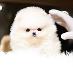 (ย้ายบ้านแล้ว) ปอมหน้าหมี เกรดที่ดีที่สุด !! ปอมแท้ ปอมทีคัพ ที่ หมีมาก !!!