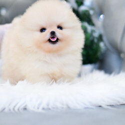 (ย้ายบ้านแล้ว) ปอมหน้าหมี ปอมแท้ ปอม สีหายาก สีส้มแป๋ว สว่างฉดใฉ !