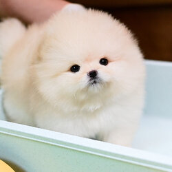 (ย้ายบ้านแล้ว) ปอมหน้าหมี เกรดที่ดีที่สุด !! ปอมแท้ ปอมทีคัพ ปอมหน้าสั้น ที่ โดนใจ คือ เรา !!