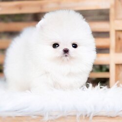 (ย้ายบ้านแล้ว) ปอมหน้าหมี ปอมหน้าตุ๊กตา ปอมสีขาว เกรดยอดนิยม !! ตะเล็กตะน้อย ซุกใส่เป๋า เอาขึ้นคอนโด ก็ไม่มีใครรู้ !! ตาแป๋ว ตากลมโต เป็นลูกลำไย หน้ากุด สุดๆ !!