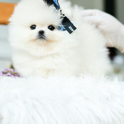 (ย้ายบ้านแล้ว) ปอมหน้าหมี ปอมทีคัพ ฟาร์มปอม ปอมเมอเรเนียน สายเลือดแชมป์ ทรงสวย ตัวสั้นกระชับ เหมือนตุ๊กตาหมี สุดๆ ตากลมโต หน้าแบ๊ว มว๊ากกกกก !