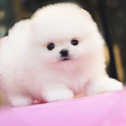 ย้ายบ้านแล้ว ผช