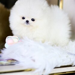 (ย้ายบ้านแล้ว) ปอมหน้าหมี ปอมแท้ ที่จริงใจ !! ปอม เกรดสายเลือดแชมป์ พ่อแม่นำเข้า ตากลมโต ขนแน่น ไซส์พกพาสะดวก ตาโตที่ถูกต้อง !!