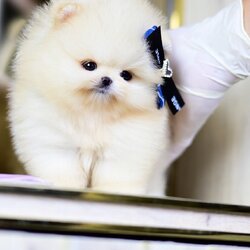 (ย้ายบ้านแล้ว) ปอมหน้าหมี ปอมแท้ สายเลือดนำเข้า ตากลมโต หน้าสั้นกุด หน้าหมี ยันโต !!