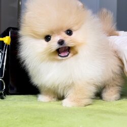 ย้ายบ้านแล้ว ผญ