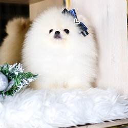 ย้ายบ้านแล้ว ปอมหน้าหมี เกรดที่ดีที่สุด ปอมนำเข้า สายเลือด เกาหลี แท้ !!