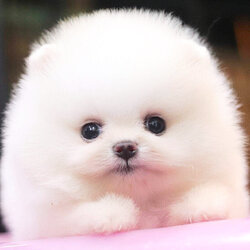 ย้ายบ้านแล้ว ผญ