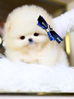 (ย้ายบ้านแล้ว) ปอมหน้าหมี เกรดโชว์ สายเลือดแชมป์นำเข้า ปอมแท้ ที่มีใบรับรอง แบบ ครบครัน!!