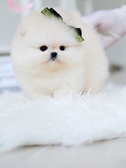 (ย้ายบ้านแล้ว) ปอมหน้าหมี ปอมแท้ ปอมขาว เกรดในฝันของใครหลายคน ตัวกลม ปุ๊กลุ๊ก ขาสั้น สุดๆๆ !!