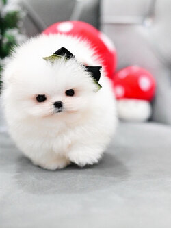 (ย้ายบ้านแล้ว) ปอมหน้าหมี ปอมเกรดนำเข้า ปอมแท้ ปอมเมอเรเนียน สายเลือดแชมป์ ขาสั้น ปุ๊กปิ๊ก หน้าสั้น ที่สุด!! ขนขาว เหมือนปุยนุ่น เกรดนี้รับรอง หลงรัก ทุกคน!!