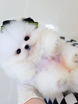 (ย้ายบ้านแล้ว) ปอมหน้าหมี ปอมเกาหลี ปอมขาว เกรดโชว์ รับรองความหมี แบ๊ว ที่ เหมือนตุ๊กตา มากที่สุด !! ตากลมโต แท้ !! ตัวสั้น กลม ขาหย่ายยยยย หน้ากุด สุดๆๆ!!