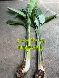 ต้นกล้วย ต้นอ้อย