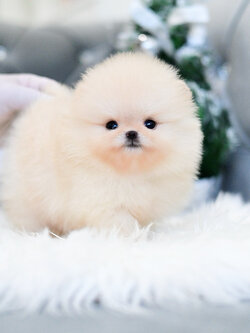 (ย้ายบ้านแล้ว) ปอมหน้าหมี ปอมแท้ ปอม สีหายาก สีครีมทอง มีปากขาว หน้าหวาน ตากลมแป๋ว มีเสน่ห์ สุดๆๆ !! นิสัยขี้อ้อน ชอบส่งตาหวาน ใครขี้เหงา ต้องโดนแน้ววววว!!