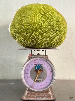 ขนุนเเก่ ( เนื้อหนา ) ( 12.2 กก.)